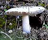 Amanita strobiliformis