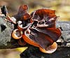 Auricularia auricula-judae (Oreja de judas)