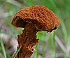 Battarraea phalloides