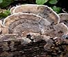 byssomeruliuscorium11.jpg
