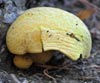 Buchwaldoboletus hemichrysus