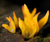 Calocera cornea (Cuerno bonito)