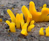 Calocera furcata