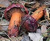 Chroogomphus fulmineus (Cama de perdiz)