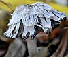 Coprinus atramentarius (Hongo tintero)