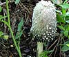 Coprinus comatus
