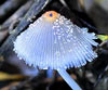 Parasola plicatilis - Coprinus plicatilis