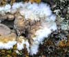 Cylindrobasidium evolvens