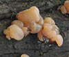 Exidia nucleata