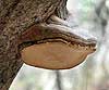 Fomes fomentarius (Yesquero, casco de caballo)