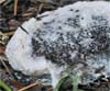 Fuligo cinerea