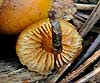 Galerina badipes