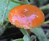 Galerina laevis