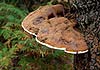 Ganoderma lipsiense