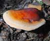 Ganoderma lucidum (Pipa)