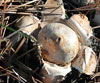 Geastrum fimbriatum (Estrella de tierra)