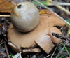 Geastrum saccatum