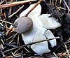 Geastrum schmidelii (Estrella de tierra)