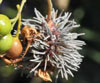 Gymnosporangium clavariaeforme