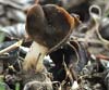 Helvella leucopus (Negritos)