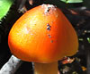 Hygrocybe conica