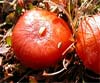 Hygrocybe substrangulata