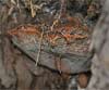 Inonotus tamaricis (Yesquero del taray)
