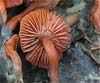 Laccaria laccata (Pimpinela rosada)