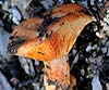 Lactarius deliciosus (Niscalo)