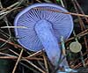 Lepista nuda (Pie azul, pinpinella morada)