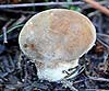 Lycoperdon molle (Pedos de lobo)