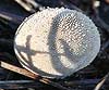 Lycoperdon perlatum (Cuesco)