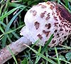 Macrolepiota procera