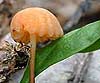 Marasmius anomalus