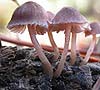 Mycena seynii