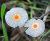 Parasola auricoma