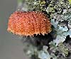 Phaeomarasmius rimulincola