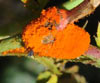 Phragmidium mucronatum (Roya del rosal)