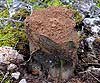 Pisolithus arhizus (Seta del tinte, maza de cunetas)