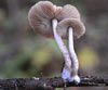 Psathyrella melanthina