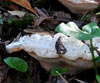 Rigidoporus ulmarius