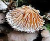 Schizophyllum commune