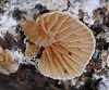Simocybe haustellaris