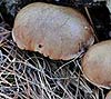 Suillus bellini