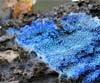 Terana caerulea (Costra azul)