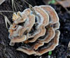 Trametes versicolor (Cola de pavo, yesquero tricolor)