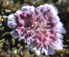 Trichaptum fuscoviolaceum