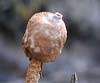 Tulostoma brumale