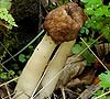 Verpa digitaliformis
