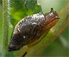 Oxyloma elegans